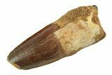 Fossil Spinosaurus Tooth - Feeding Worn Tip #354733-1